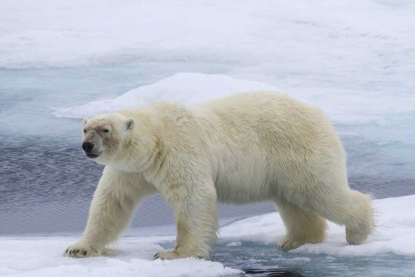 Norway, Svalbard Polar bear on sea ice